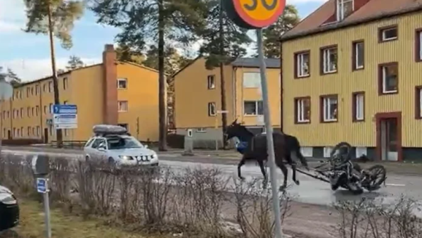 Her er traveren på bytur