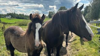 Så mange hopper klarte det