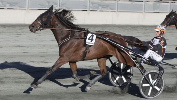 Flom av hester ut av landet