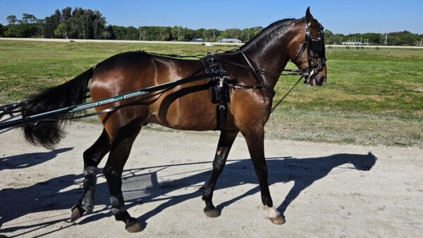 Arresterte stallansatte, toåring i 14,1-fart og vinnerhest i ny regi