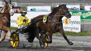 Her havnet Tjomslands topphester