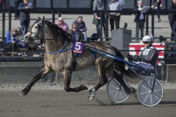 Elitehest i årsdebut