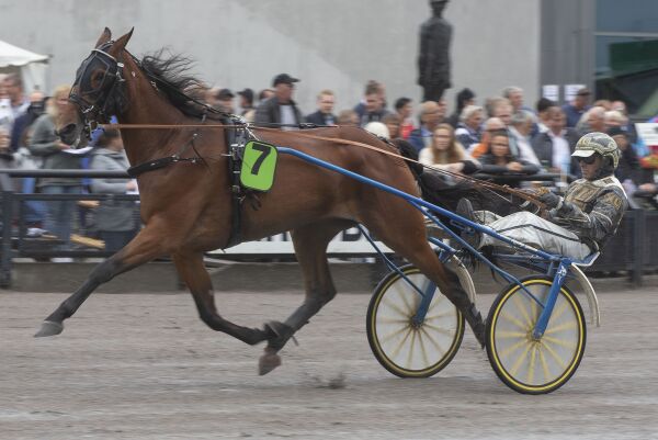 Råsterk Tiffany