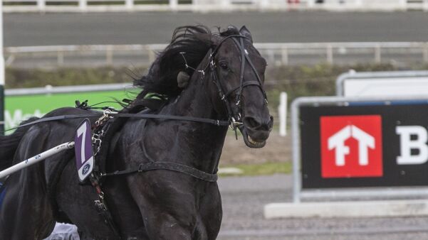 Elitehest bytter eier