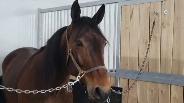 2000 triumfer, sterk vinner og til Elitloppet