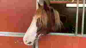 Hamres indianerhest