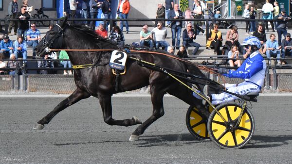 Derby-vinneren i opplag