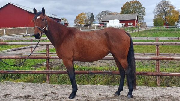 Tre av 20 hopper solgt