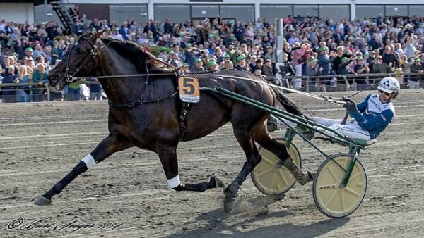 Norskeid topphest skadd