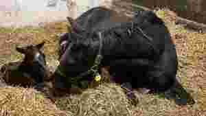Topphoppen fikk hingst