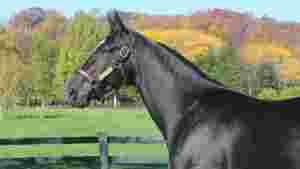 Åpner for amerikansk hingst