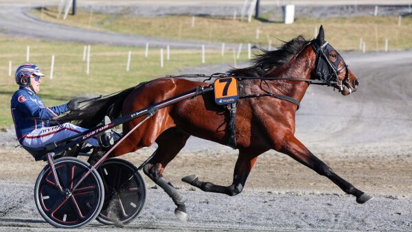Gundersen-hest under hammeren