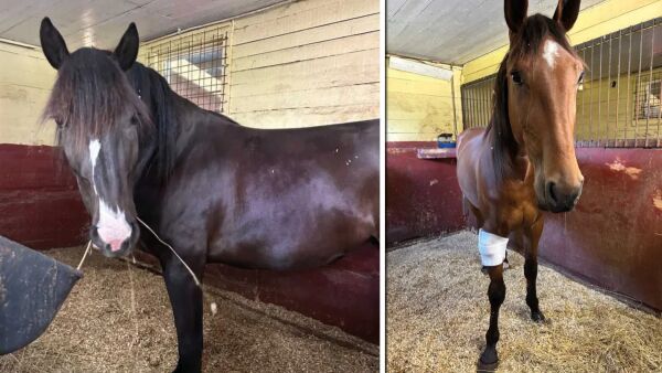 Fant hester med stikkskader