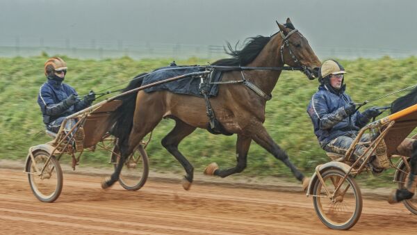Face Time Bourbon skadet