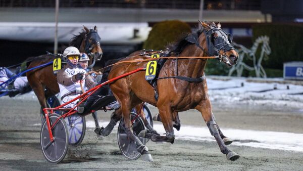 Helgestads vinnerhest under kniven