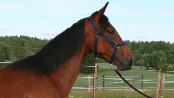 Sterk opphenting