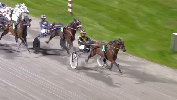- Imponert over stalljenta og eieren