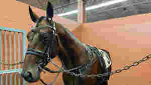 Ecurie D legger opp