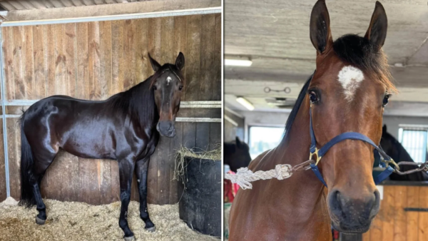 Forvekslet disse to traverne