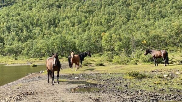 Frykter for gammel tradisjon