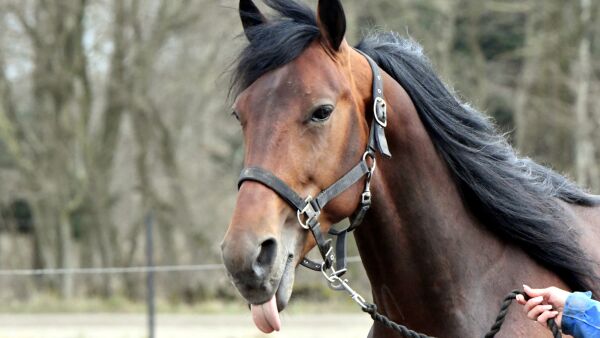 - Ingenting er klart