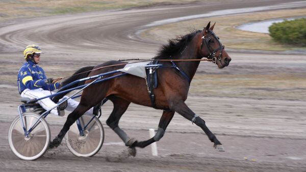 Avlshingst ut av tiden