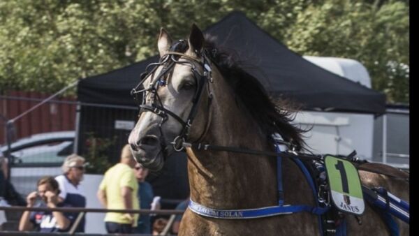 Mot Sweden Cup, Solan til Speedrace og usikker på Elitloppet