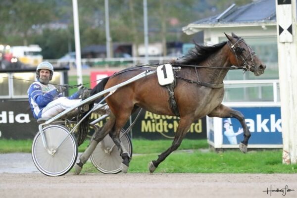 Norsk vinner, hjelper til i Italia og topphester selges