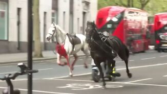 Hestekaos i Londons gater