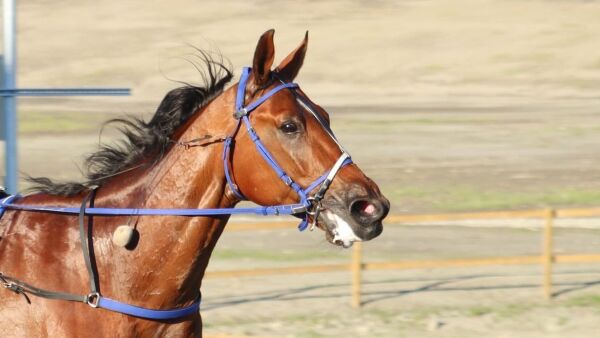 Tingretten ila to travere startforbud