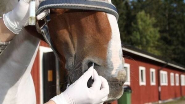 Utbrudd av abortvirus