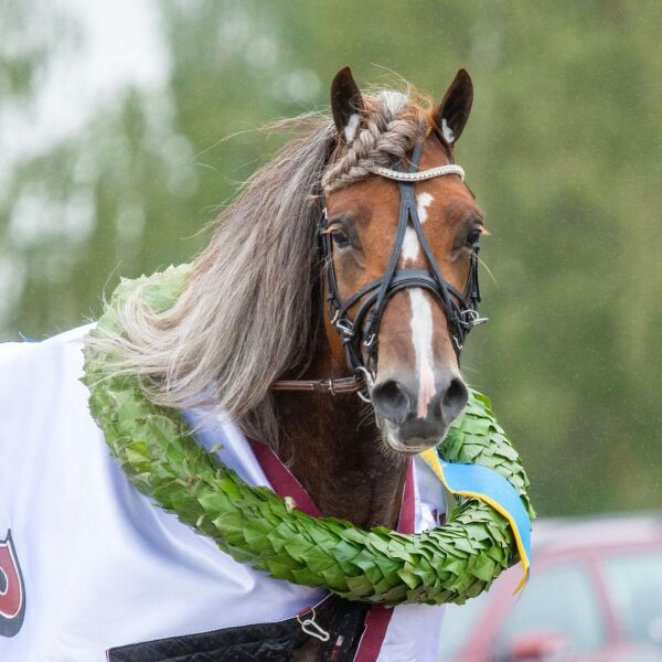Har følt på presset