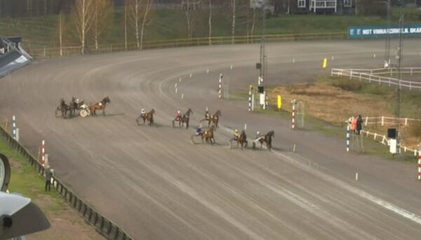 Løse hester og kusk til sykehus