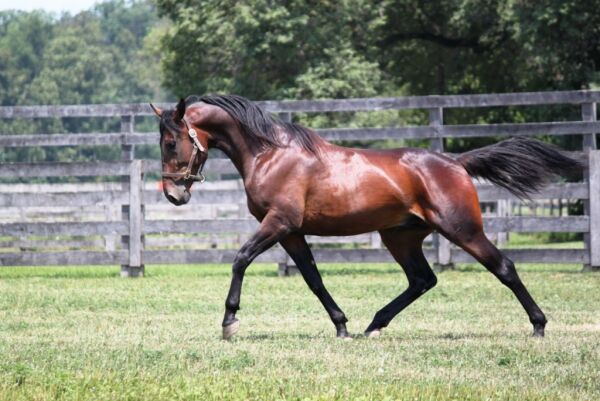Norskeid topphingst bytter land